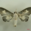 010 Heterocera (FV) Pyralidae IMG_3069WTMK.JPG