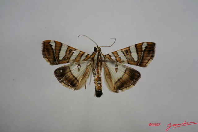 011 Heterocera (FD) Pyralidae IMG_3892WTMK.JPG