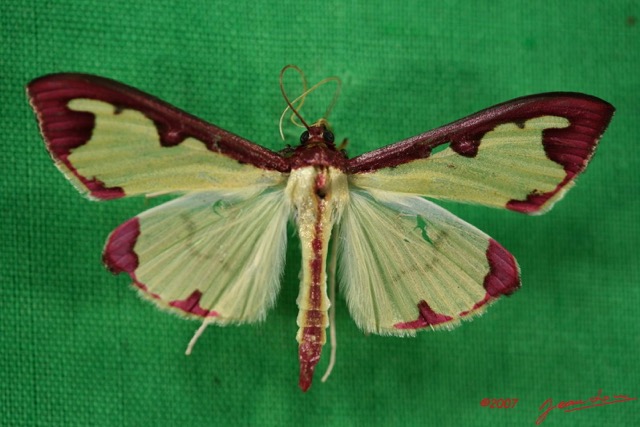013 Heterocera (FD) Pyralidae IMG_3963WTMK.JPG