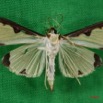014 Heterocera (FV) Pyralidae IMG_3964WTMK.JPG