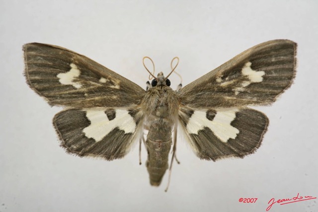 015 Heterocera (FD) Pyralidae 7IMG_4998WTMK.JPG