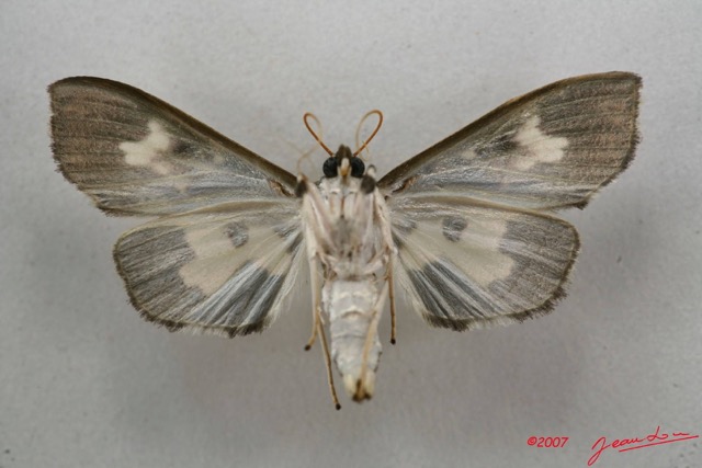016 Heterocera (FV) Pyralidae 7IMG_5005WTMK.JPG