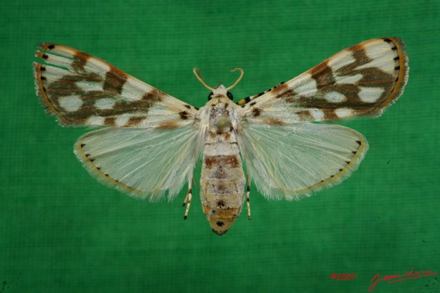 017 Heterocera (FD) Pyralidae 7IMG_5723WTMK.JPG