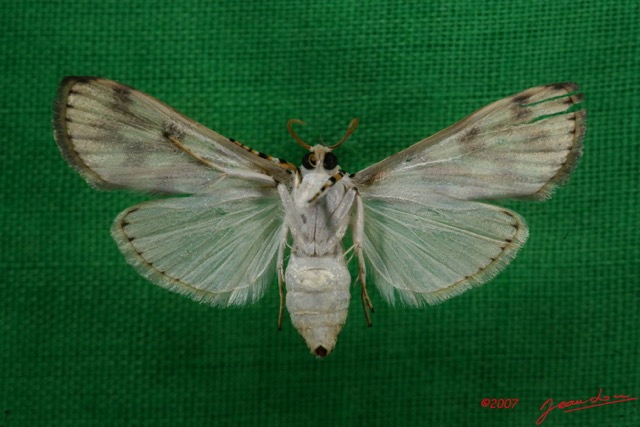 018 Heterocera (FV) Pyralidae 7IMG_5724WTMK.JPG