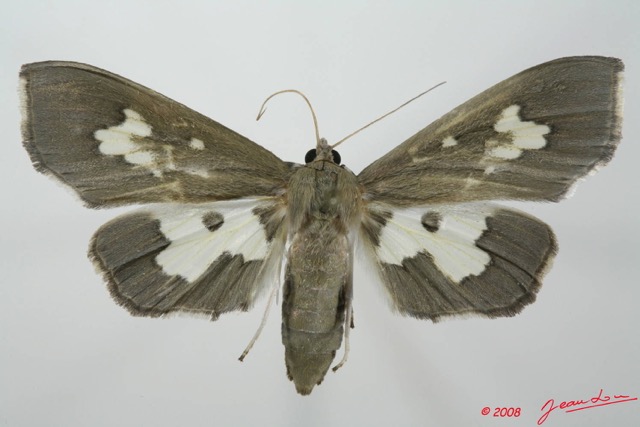 027 Heterocera (FD) Pyralidae 8EIMG_20605WTMK.JPG