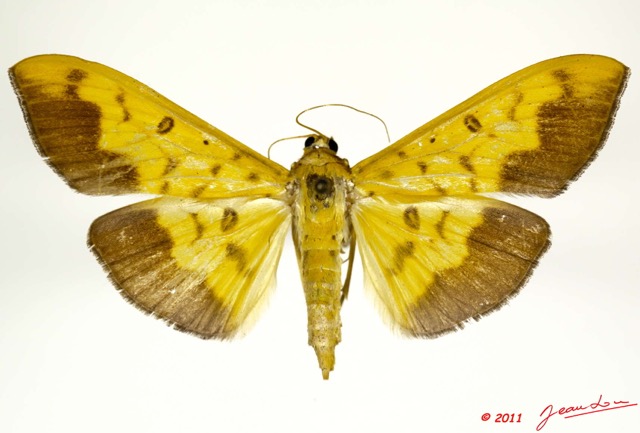 039 Heterocera 196c (FD) Pyralidae 11E5K2IMG_68677wtmk.jpg
