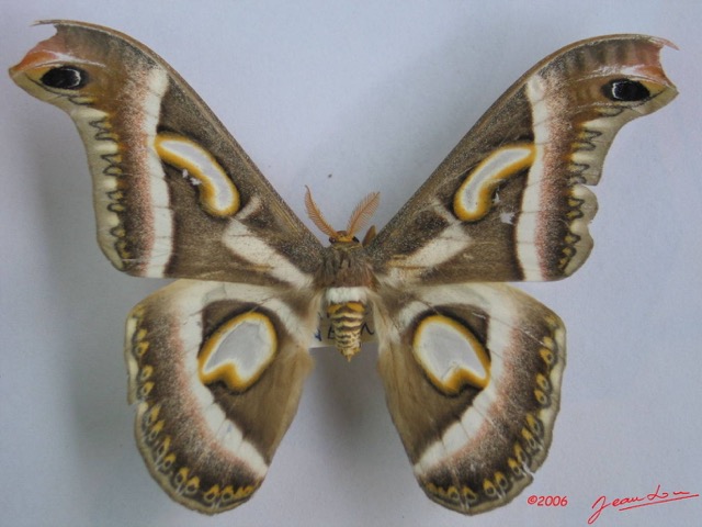 001 Heterocera (FD) Saturniidae Epiphora Rectifascia IMG_1269WTMK.JPG