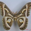001 Heterocera (FD) Saturniidae Epiphora Rectifascia IMG_1269WTMK.JPG