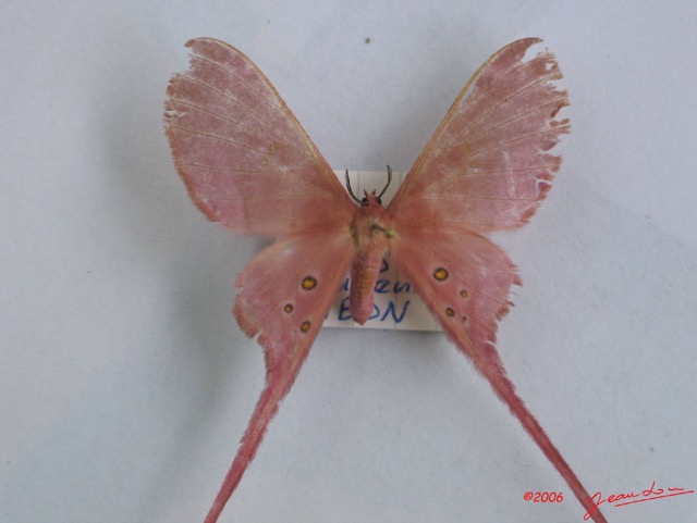 002 Heterocera (FD) Saturniidae Eudaemonia argus IMG_1291WTMK.JPG