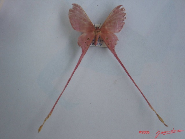 003 Heterocera (FD) Saturniidae Eudaemonia argus IMG_1290WTMK.JPG