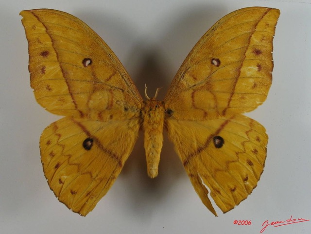 005 Heterocera (FD) Saturniidae Pseudantheraea imperator IMG_2318WTMK.JPG