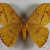 006 Heterocera (FV) Saturniidae Pseudantheraea imperator IMG_2321WTMK.JPG