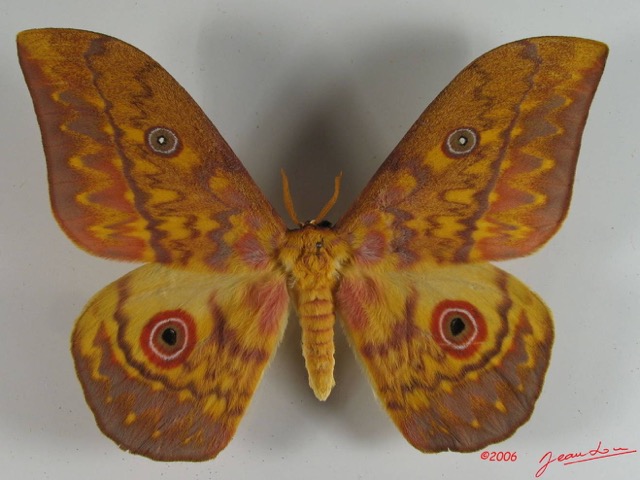 007 Heterocera (FD) Saturniidae Aurivillius aratus IMG_2330WTMK.JPG