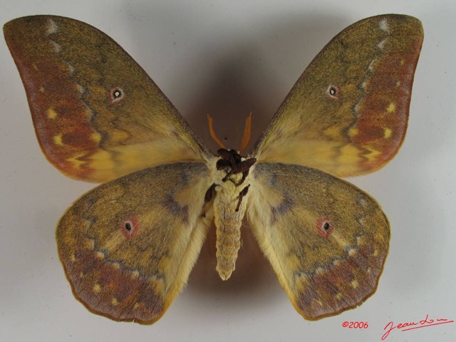 008 Heterocera (FV) Saturniidae Aurivillius aratus IMG_2331WTMK.JPG