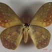 008 Heterocera (FV) Saturniidae Aurivillius aratus IMG_2331WTMK.JPG