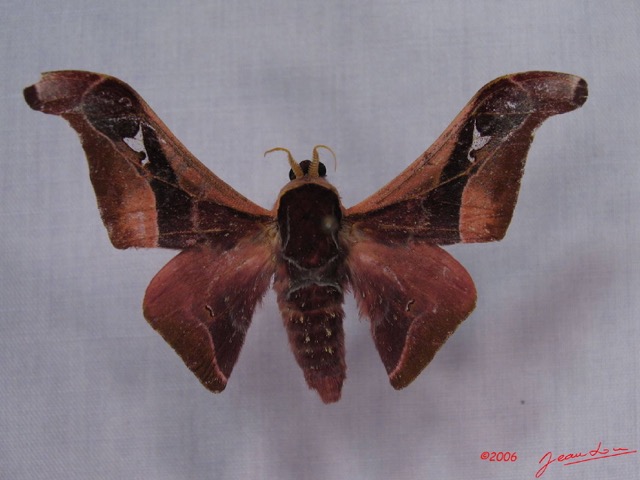 009 Heterocera (FD) Saturniidae Holocerina angulata m IMG_3263WTMK.JPG