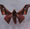 009 Heterocera (FD) Saturniidae Holocerina angulata m IMG_3263WTMK.JPG