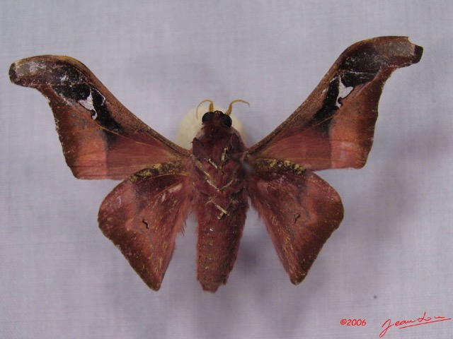 010 Heterocera (FV) Saturniidae Holocerina angulata m IMG_3264WTMK.JPG