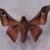010 Heterocera (FV) Saturniidae Holocerina angulata m IMG_3264WTMK.JPG