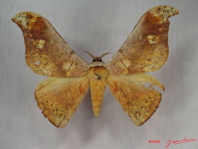 011 Heterocera (FD) Saturniidae Goodia falcata m IMG_3567WTMK.JPG
