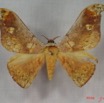 011 Heterocera (FD) Saturniidae Goodia falcata m IMG_3567WTMK.JPG