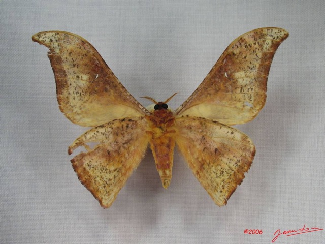 012 Heterocera (FV) Saturniidae Goodia falcata m IMG_3568WTMK.JPG
