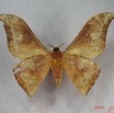 012 Heterocera (FV) Saturniidae Goodia falcata m IMG_3568WTMK.JPG