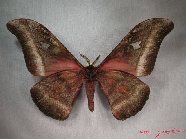 014 Heterocera (FV) Saturniidae Bunaea alcinoe male IMG_3612WTMK.JPG