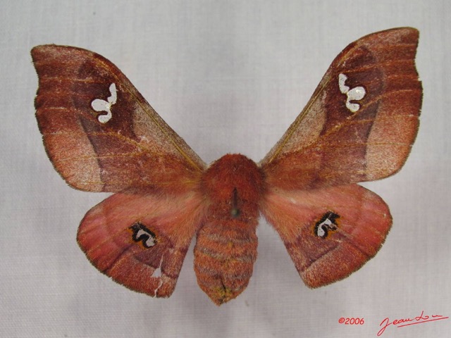 015 Heterocera (FD) Saturniidae Holocerina agomensis f IMG_3625WTMK.JPG