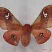 015 Heterocera (FD) Saturniidae Holocerina agomensis f IMG_3625WTMK.JPG