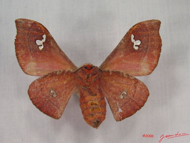 016 Heterocera (FV) Saturniidae Holocerina agomensis f IMG_3626WTMK.JPG
