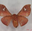 016 Heterocera (FV) Saturniidae Holocerina agomensis f IMG_3626WTMK.JPG