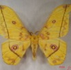 017 Heterocera (FD) Saturniidae Nudorellia dione m IMG_3711WTMK.JPG