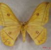 018 Heterocera (FV) Saturniidae Nudorellia dione m IMG_3712WTMK.JPG