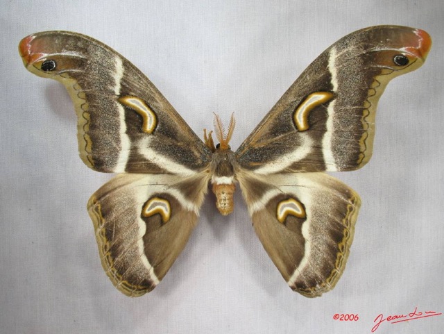 019 Heterocera (FD) Saturniidae Epiphora ploetzi m IMG_3773WTMK.JPG