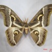 019 Heterocera (FD) Saturniidae Epiphora ploetzi m IMG_3773WTMK.JPG