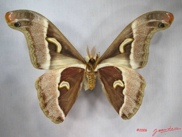 020 Heterocera (FV) Saturniidae Epiphora ploetzi m IMG_3774WTMK.JPG