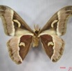 020 Heterocera (FV) Saturniidae Epiphora ploetzi m IMG_3774WTMK.JPG