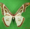 021 Heterocera (FD) Saturniidae Epiphora albida m IMG_3777WTMK.JPG
