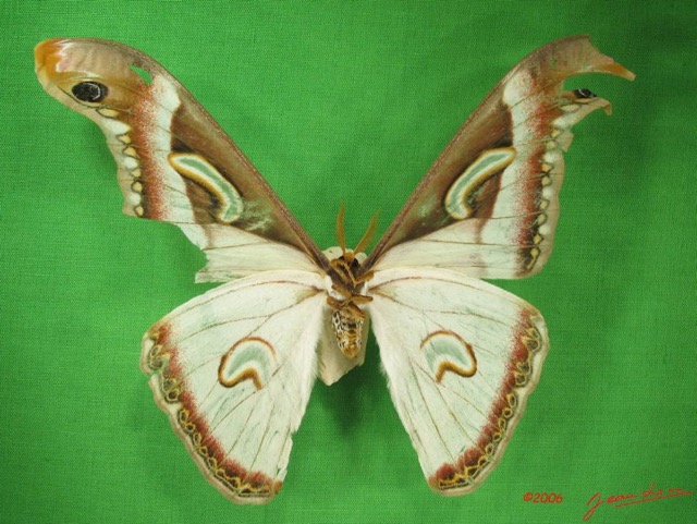 022 Heterocera (FV) Saturniidae Epiphora albida m IMG_3778WTMK.JPG