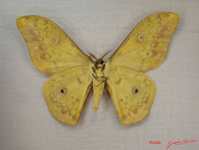 024 Heterocera (FV) Saturniidae Aurivillius triramis m IMG_3946WTMK.JPG