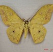 024 Heterocera (FV) Saturniidae Aurivillius triramis m IMG_3946WTMK.JPG