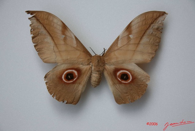 025 Heterocera (FD) Saturniidae Lobobunaea phaedusa IMG_0002WTMK.JPG