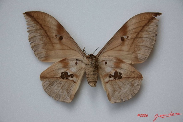 026 Heterocera (FV) Saturniidae Lobobunaea phaedusa IMG_0003WTMK.JPG