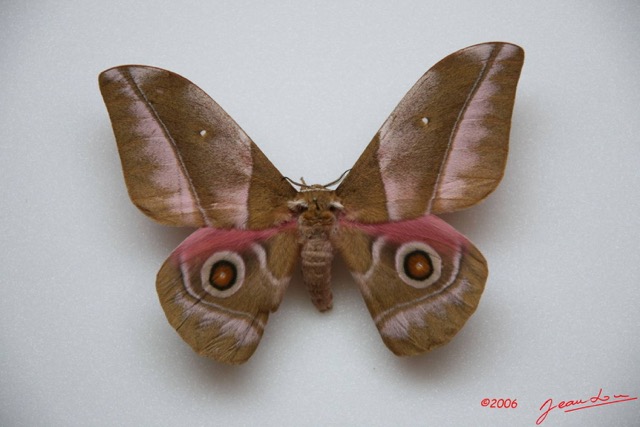 027 Heterocera (FD) Saturniidae Nudaurella alopia m IMG_0014WTMK.JPG