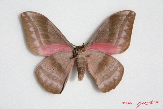 028 Heterocera (FV) Saturniidae Nudaurellia alopia m IMG_0018WTMK.JPG
