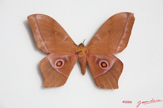 029 Heterocera (FD) Saturniidae Imbrasia obscura m IMG_0020WTMK.JPG