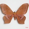 029 Heterocera (FD) Saturniidae Imbrasia obscura m IMG_0020WTMK.JPG