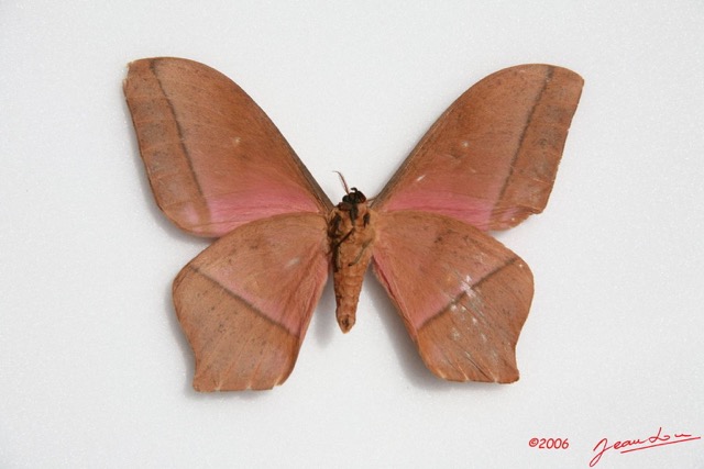 030 Heterocera (FV) Saturniidae Imbrasia obscura m IMG_0021WTMK.JPG