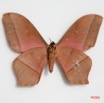 030 Heterocera (FV) Saturniidae Imbrasia obscura m IMG_0021WTMK.JPG